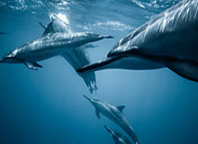 乐鱼体育网址-【观察】蓝军不复铁军，神灯唤不醒沉默的大多数